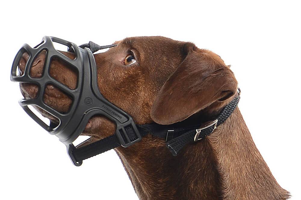 Internautas reagem contra projeto que obriga uso de focinheira em cães em Teresina